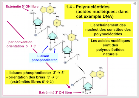 Nucl Otides Et Nucl Osides Ue G Nome Tutorat Associatif Toulousain