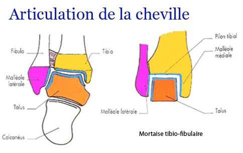 Articulation Tibia Talus Ue Anatomie Tutorat Associatif Toulousain