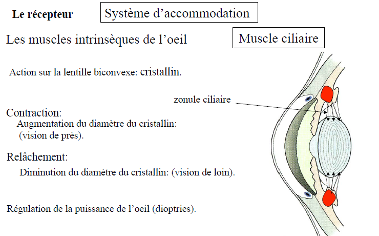 Cristallin UE5 Anatomie Tutorat Associatif Toulousain