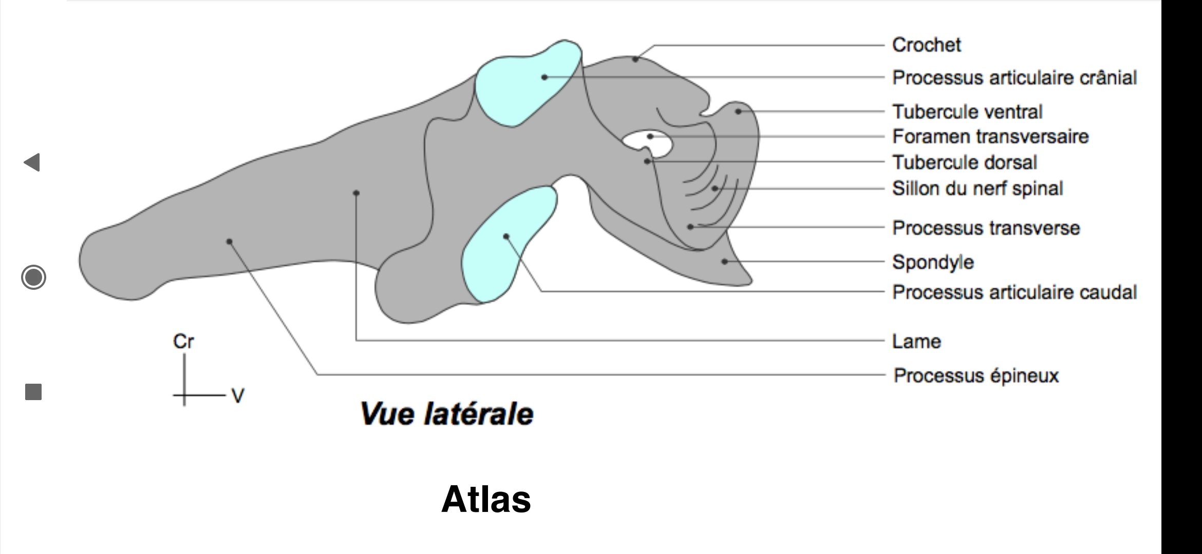 Atlas Axis UE5 Anatomie Tutorat Associatif Toulousain