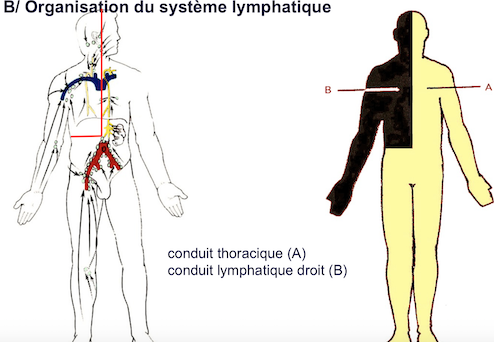 Lymphatique Ue Anatomie Tutorat Associatif Toulousain