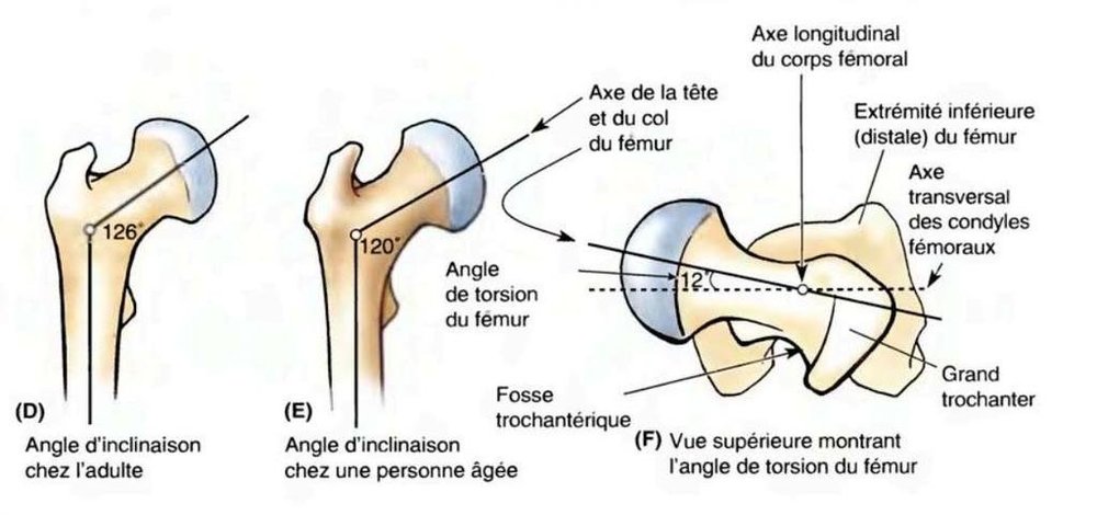 Questions Anat Ue Anatomie Tutorat Associatif Toulousain