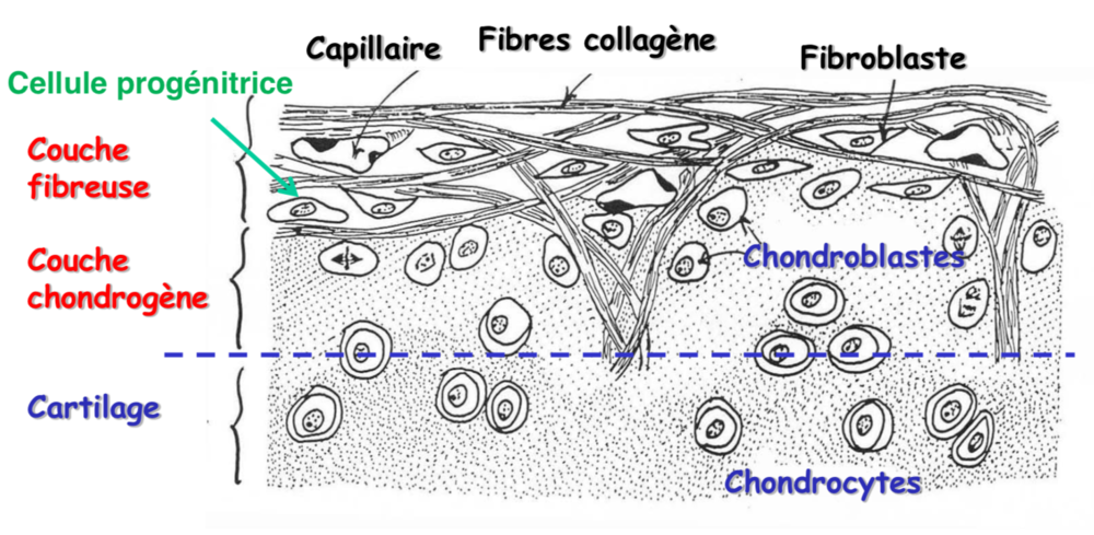 Tissu Cartilagineux UE2 Histologie Embryologie Tutorat Associatif