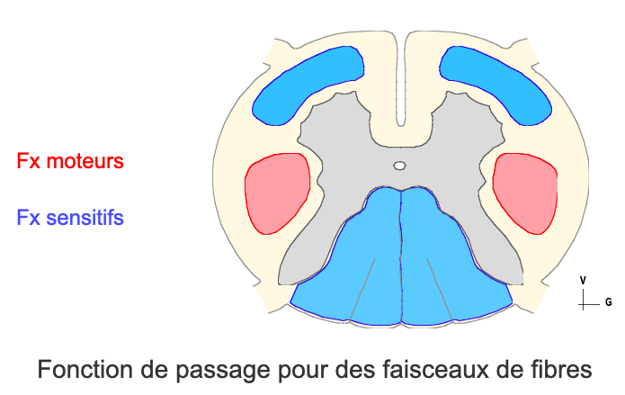 Aide QCM UE5 Anatomie Tutorat Associatif Toulousain