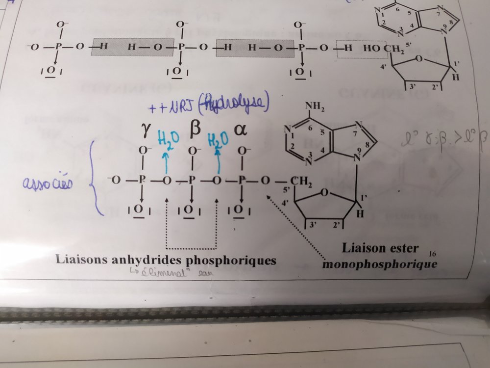 POLY ED GÉNOME ANNALES NUCLEOSIDES NUCLEOTIDES AMPc UE1 Génome