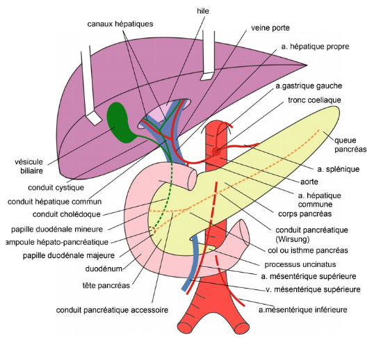 Conduit H Patique Commun Ue Anatomie Tutorat Associatif Toulousain