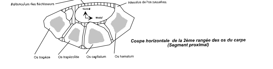 Coupe Horizontale Cours Membre Thoracique Ue Anatomie Tutorat