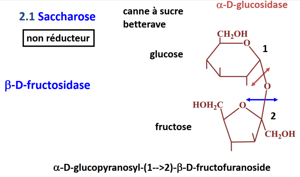 Glucides Ue Biochimie Tutorat Associatif Toulousain