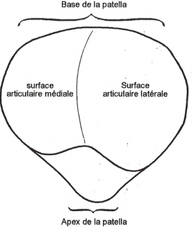 Errata Poly De L Avent Ue Anat Ue Anatomie Tutorat