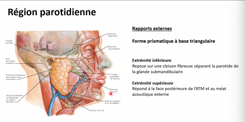 Glandes Parotides Ue T Te Et Cou Tutorat Associatif Toulousain