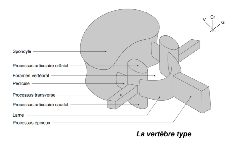 Abdomen Ue Anatomie Tutorat Associatif Toulousain