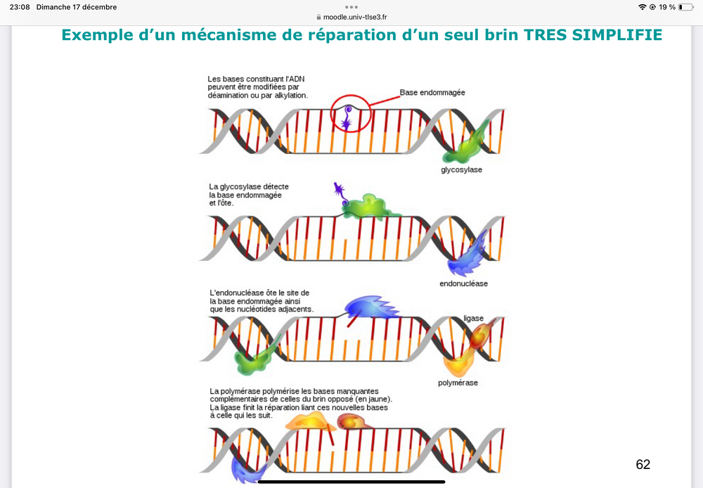 R Paration De L Adn Session Ue G Nome Tutorat