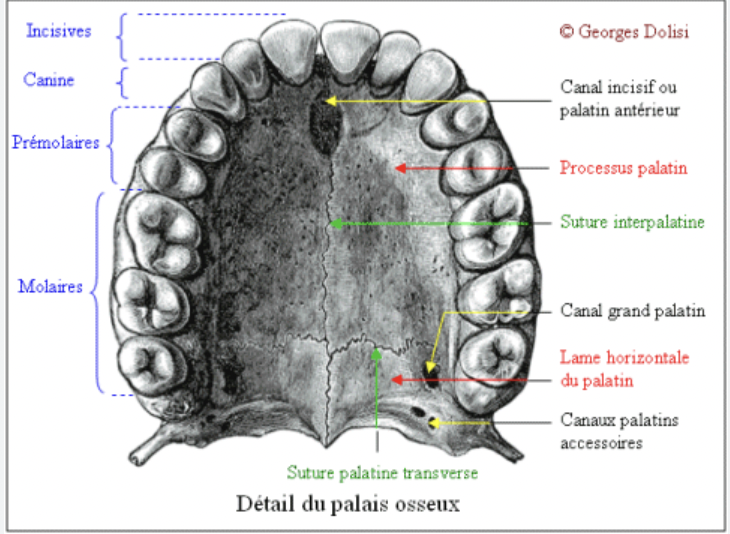 Region palatine vascularisation UE10 Tête et cou Tutorat