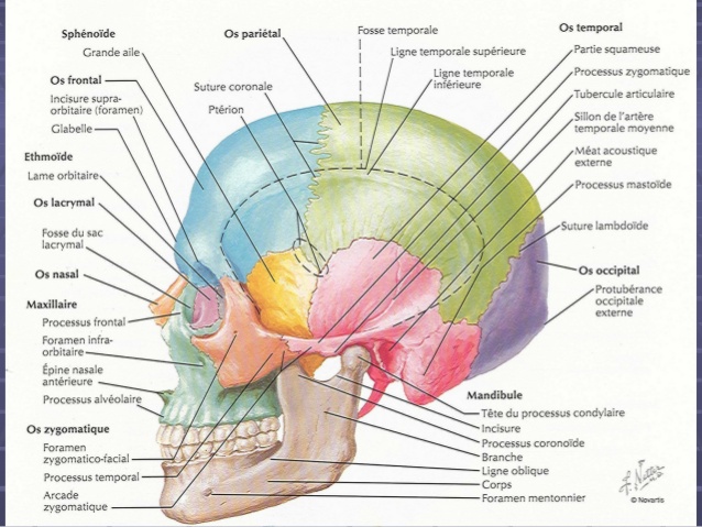 anatomie zygomatique