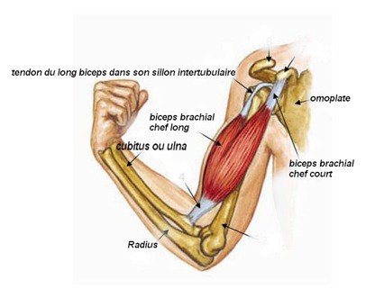 20110111-anatomie-biceps.jpg.c3634074eeec6927b0e137270962bf50.jpg