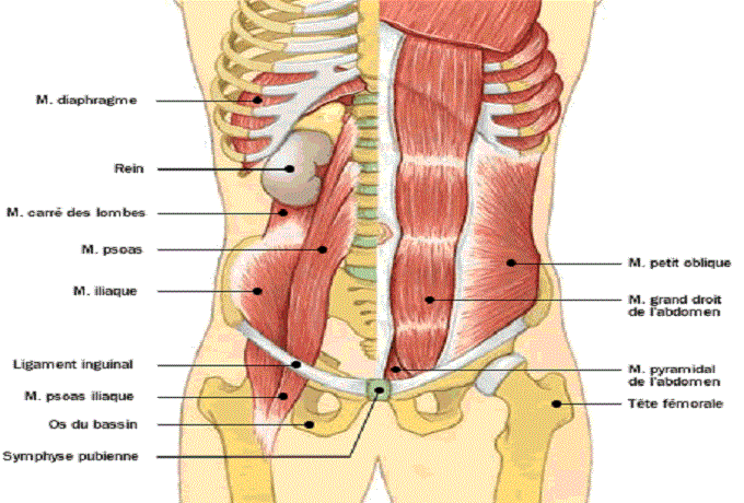paroi-musculaire-abdominale-exterieure.gif.edffa7e7f49f097a69f32a9e8378b7a2.gif