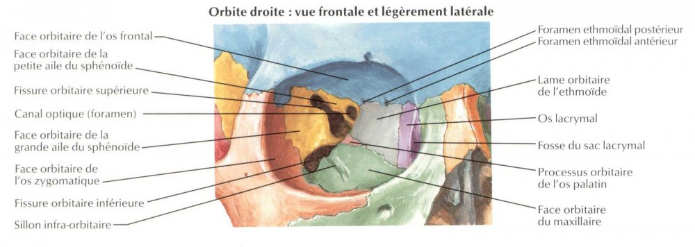 squelette-orbite-droit.thumb.jpg.1696c9d55d7b62b753e94f4ad1664787.jpg