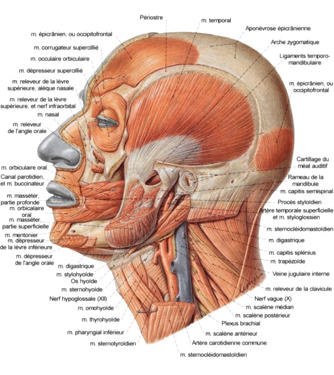 muscles-tc3aate-et-cou.jpg.2f98fdd6e41f951701ed4640a6402648.jpg
