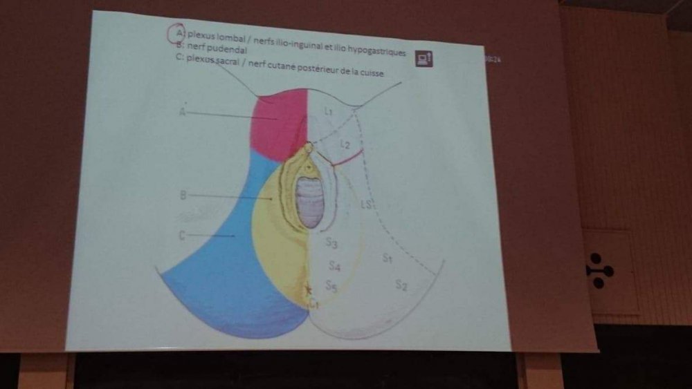 pb innervation périnée.jpeg
