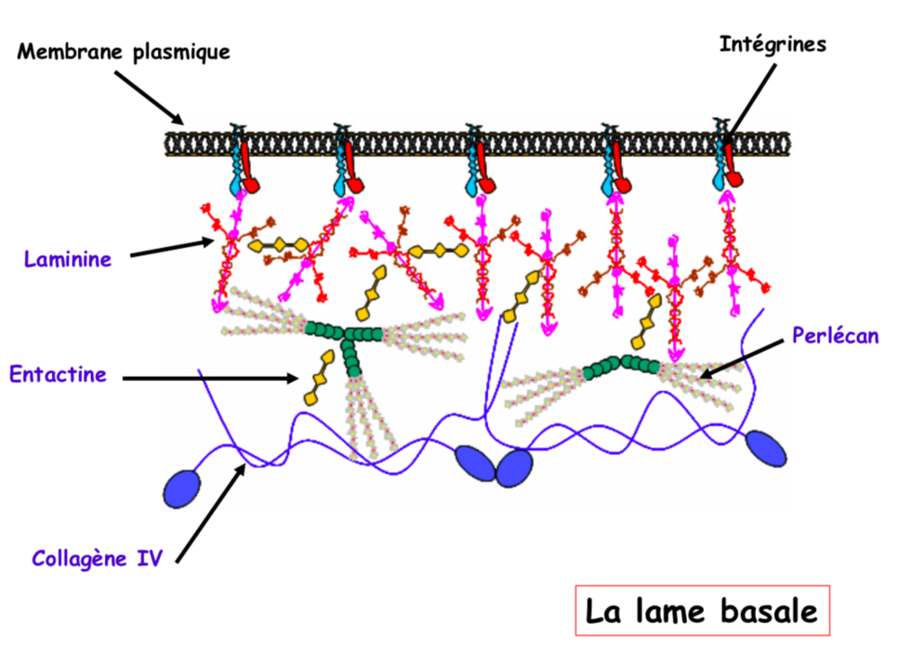 diagramme de la lame basale