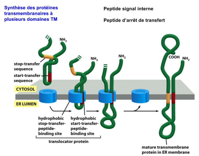 complexe protéique transmembranaire rhésus