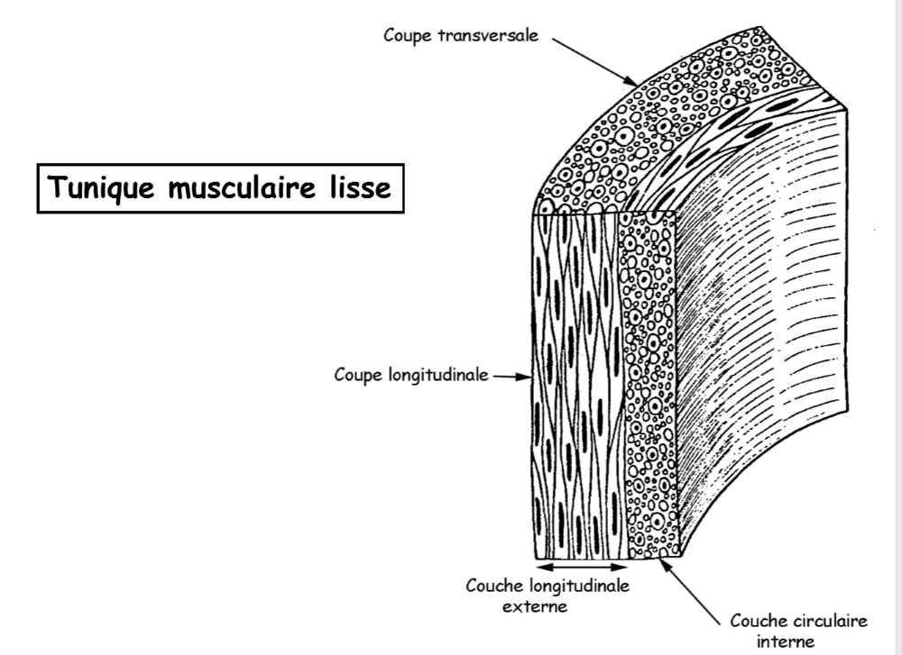 Muscle lisse.PNG