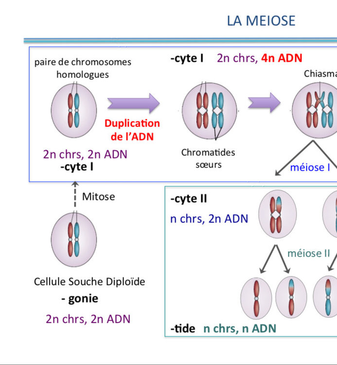 QCM 13 de la méiose en BDR - Polycopiés - Tutorat Associatif Toulousain