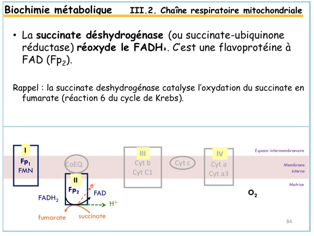 Succinate déshydrogénase.png
