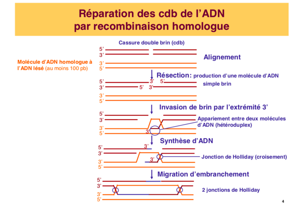 Capture d’écran 2019-02-26 à 21.04.35.png