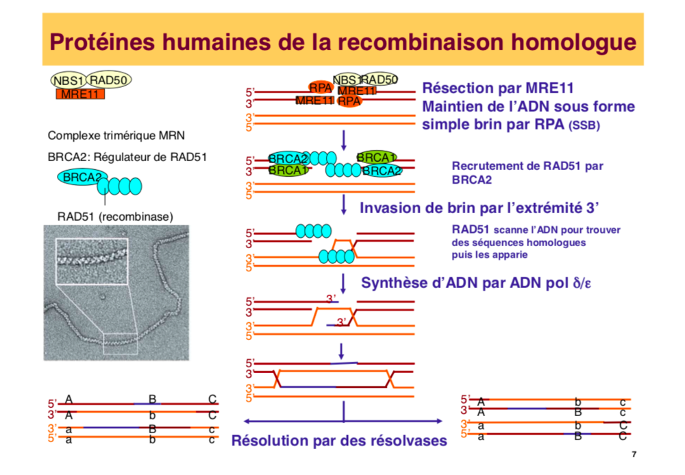Capture d’écran 2019-02-26 à 21.00.24.png