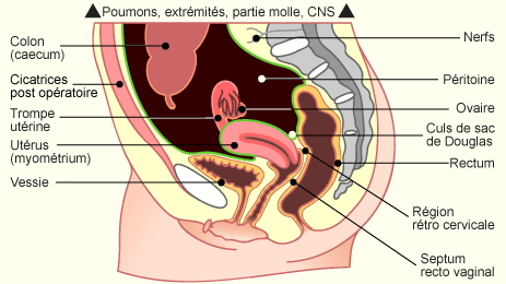 Péritoine et utérus - UE5 Anatomie - Tutorat Associatif Toulousain