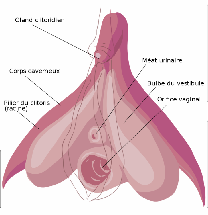 800px-Schéma_strucurel_légendé_du_clitoris.svg.png