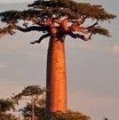 Un_baobab