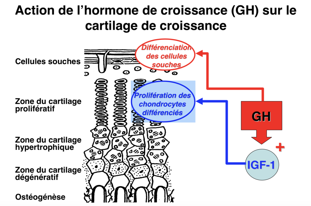 Capture d’écran 2019-11-12 à 01.13.14.png
