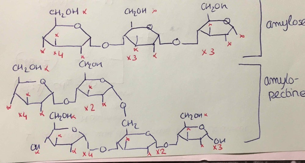 Amylose et Amylopectine.jpg