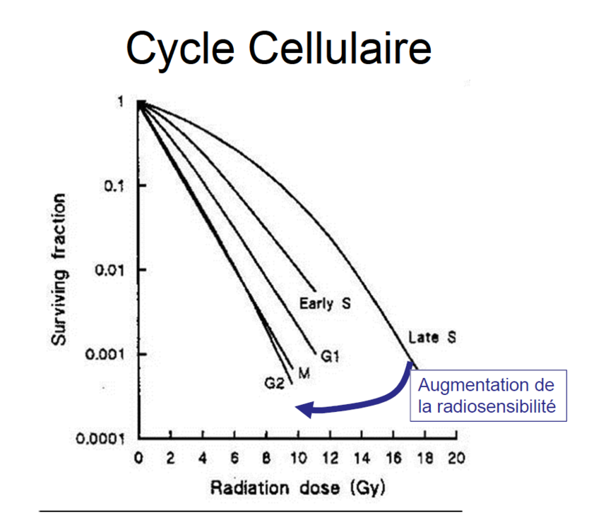 cycle cellulaire.PNG