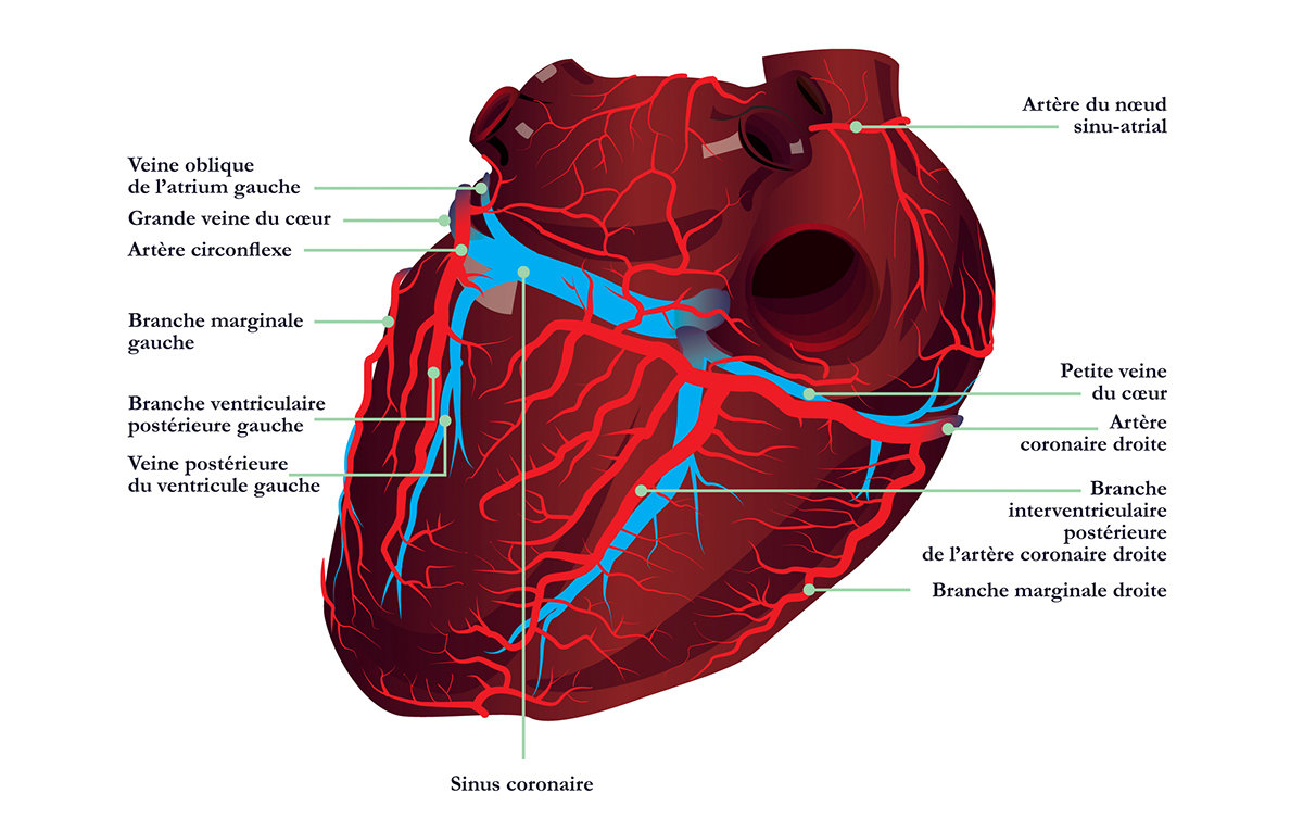 Systeme Cardio Vasculaire Ue5 Anatomie Tutorat Associatif Toulousain ...