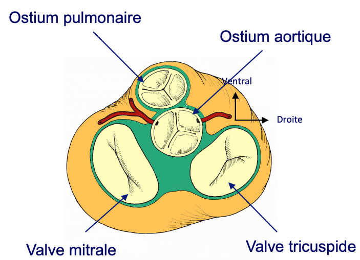 Valve aortique : définition, schéma