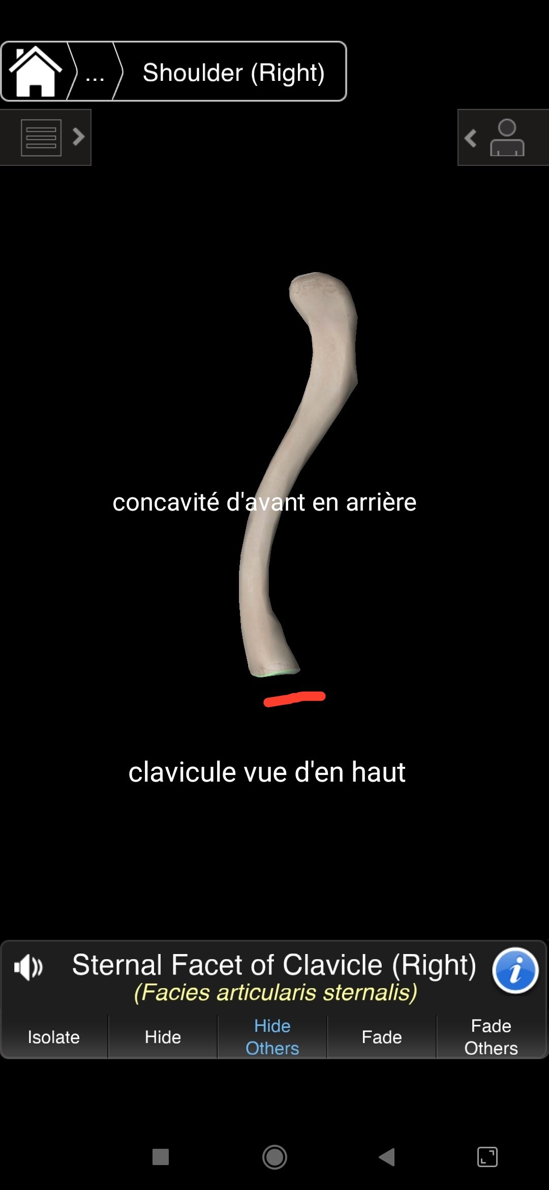 Concave et convexe - UE5 Anatomie - Tutorat Associatif Toulousain