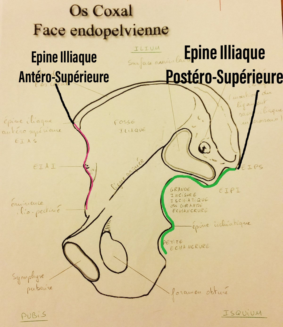 Bords De Lilium Ue5 Anatomie Tutorat Associatif Toulousain 0116