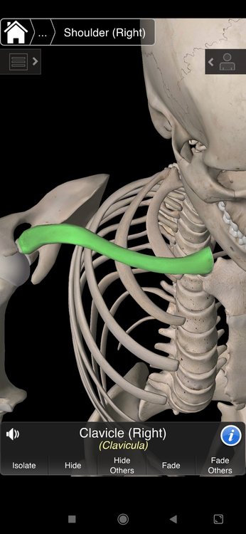 Screenshot_2020-02-07-22-48-13-929_com.the3d4medical.EssentialAnatomy.jpg