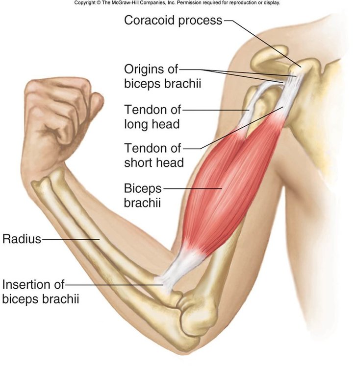 contracture-du-biceps-3.jpg
