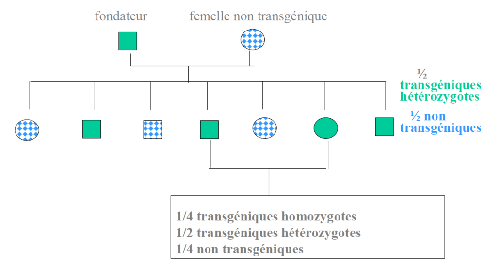 Lignées transgéniques.PNG