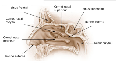 400px-Illu_nose_nasal_cavities.png.6fe0288229385b89d35e370268742c69.png
