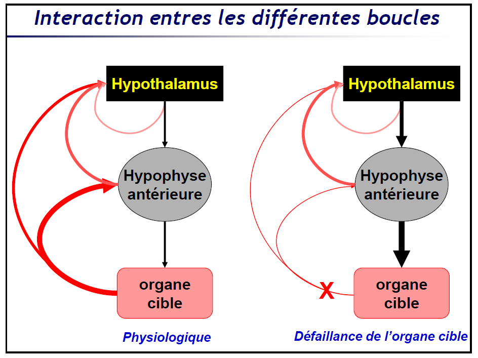 Boucles - UE3b Biophysique Physiologie - Tutorat Associatif Toulousain