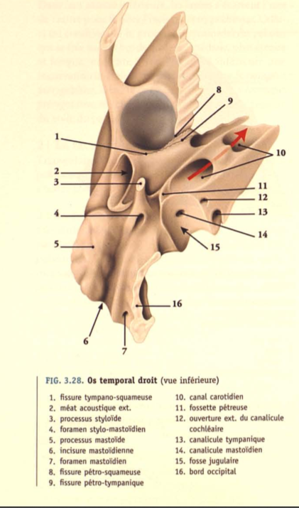 crâne de fosse mastoïde