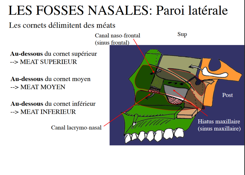 Screenshot_2020-05-10 Regions_de_la_face pdf.png