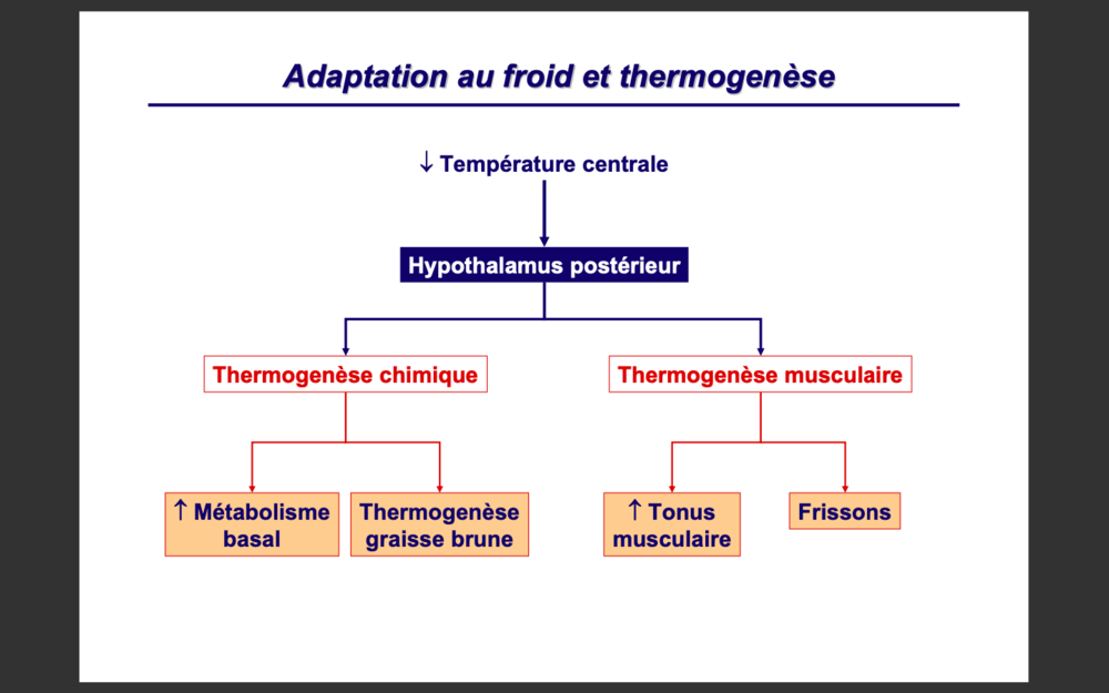 Capture d’écran 2020-05-04 à 14.07.36.png