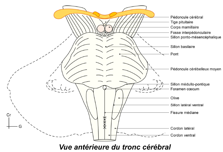 Mesencephale Ue5 Anatomie Tutorat Associatif Toulousain 0295