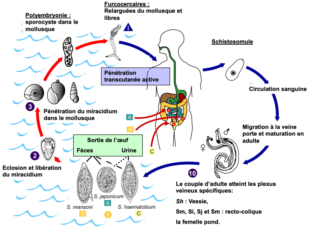 Capture d’écran 2020-06-03 à 20.58.14.png